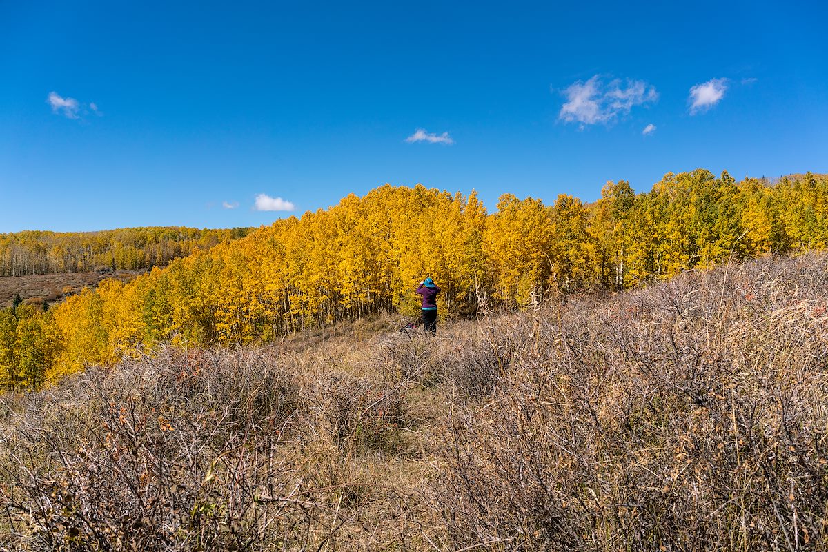 2016 October Aspens Near the Deer Creek Trail 03