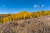 2016 October Aspens Near the Deer Creek Trail 03