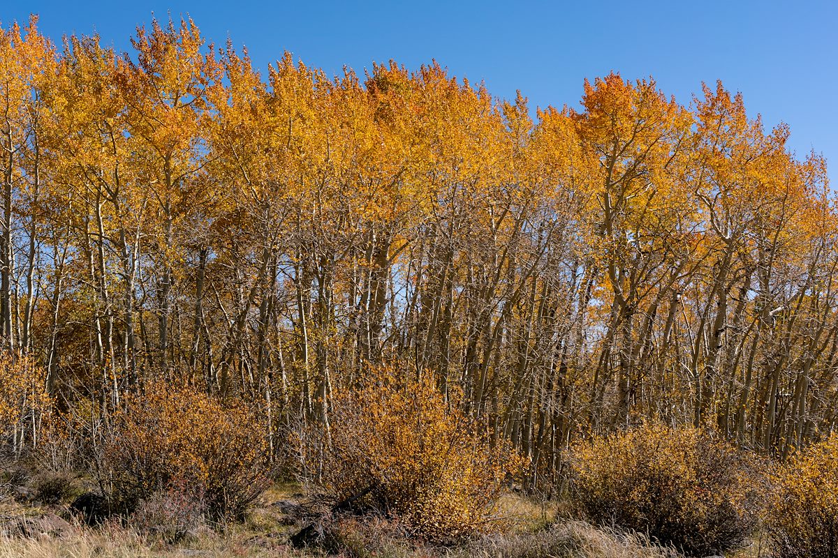 2016 October Aspens Near the Deer Creek Trail 04