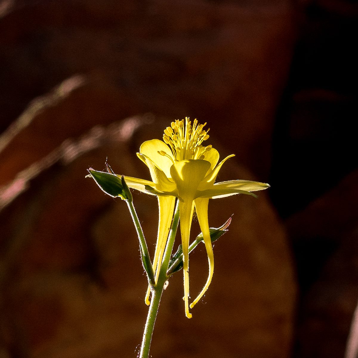 2017 April Cliffside Columbine