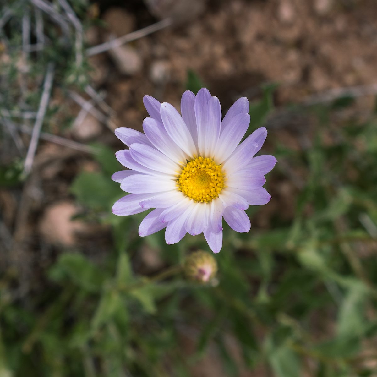 2017 April Flower along the Tonto Trail