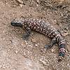 2017 April Gila Monster