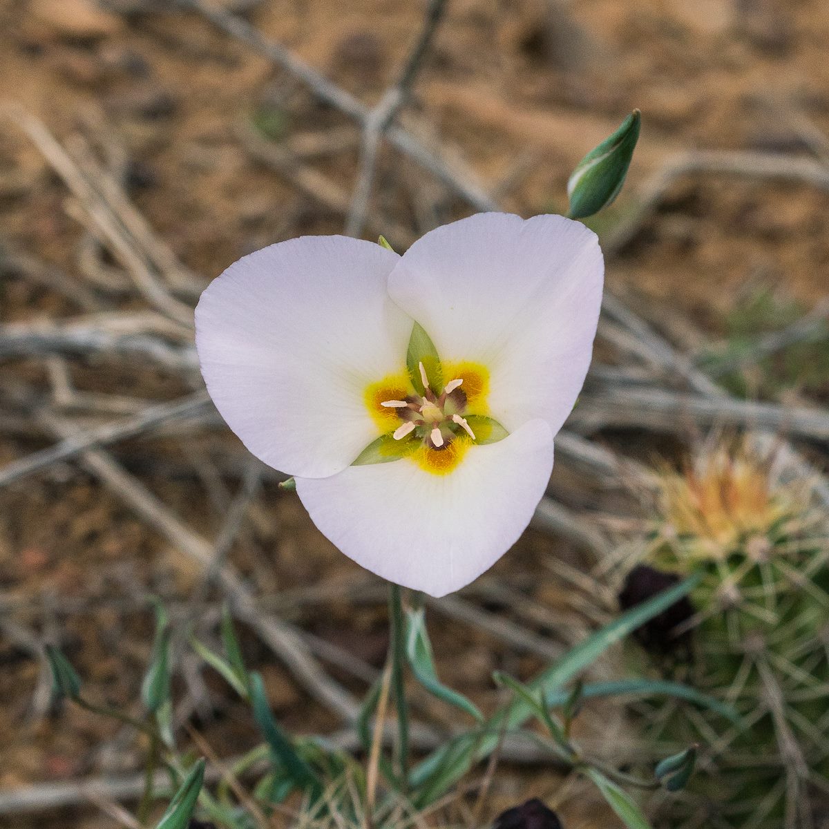 2017 April Lily along the Tonto Trail