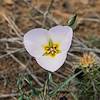 2017 April Lily along the Tonto Trail