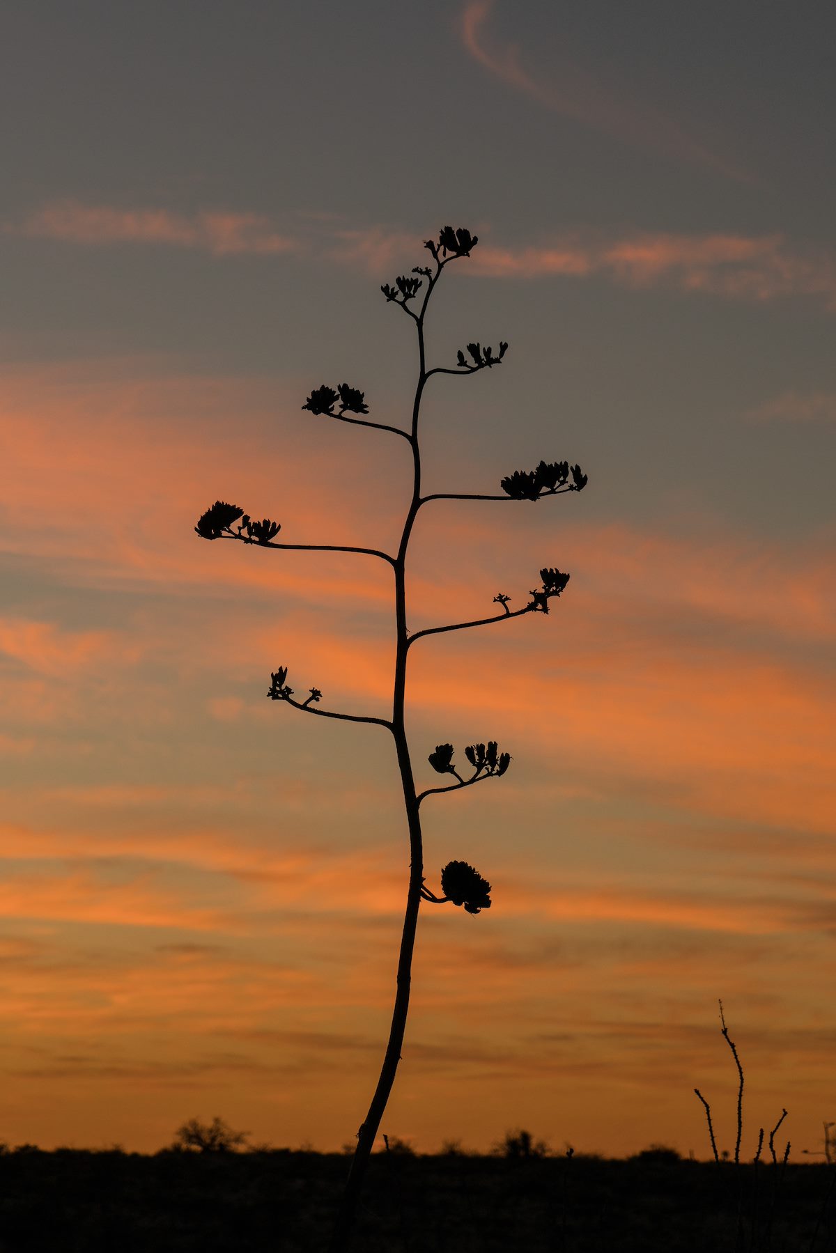 2017 February Agave Sunset