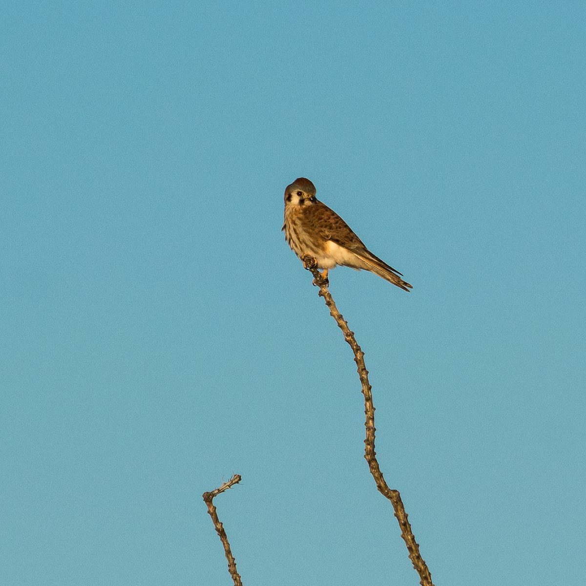 2017 February American Kestrel above Davidson Canyon