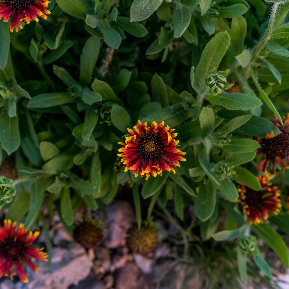 2017 February Firewheel in Davidson Canyon