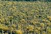 2017 January Saguaros