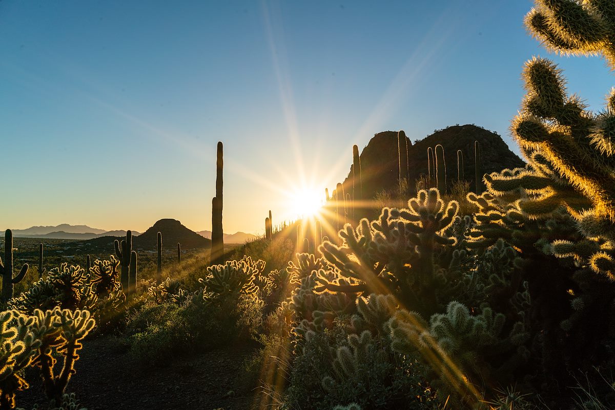 2017 January Sun and Cholla