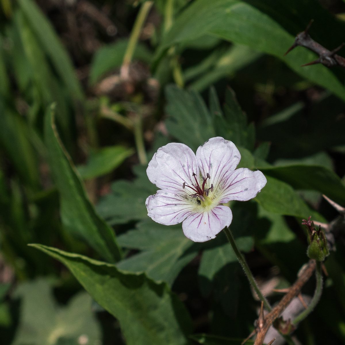 2017 June A Geranium on the way to Blue Peak