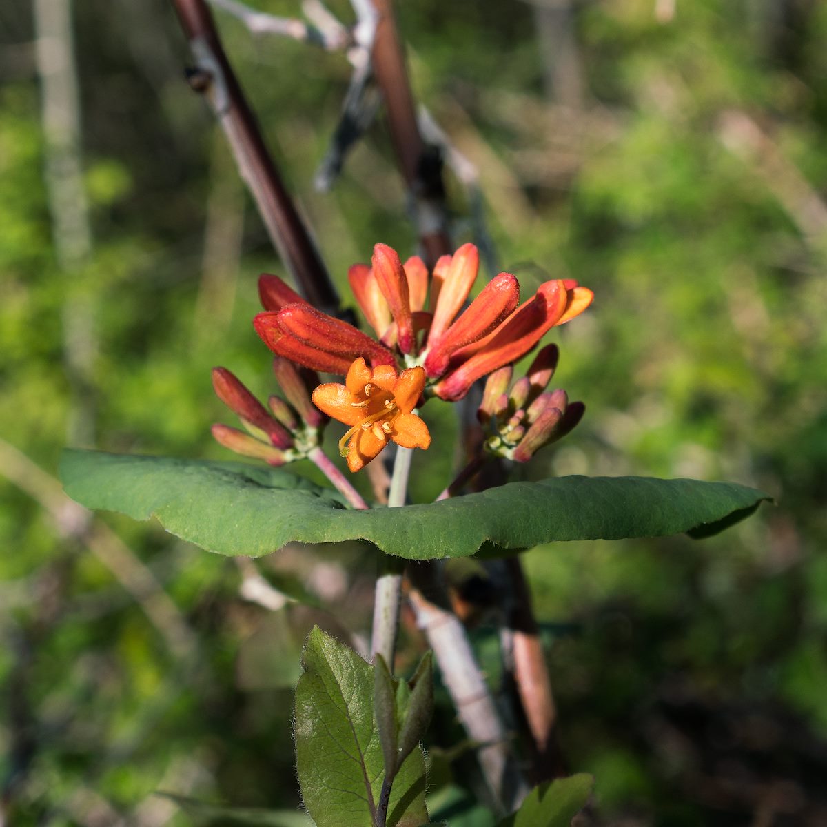 2017 June Arizona Honeysuckle Below Blue Peak