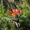 2017 June Arizona Honeysuckle Below Blue Peak