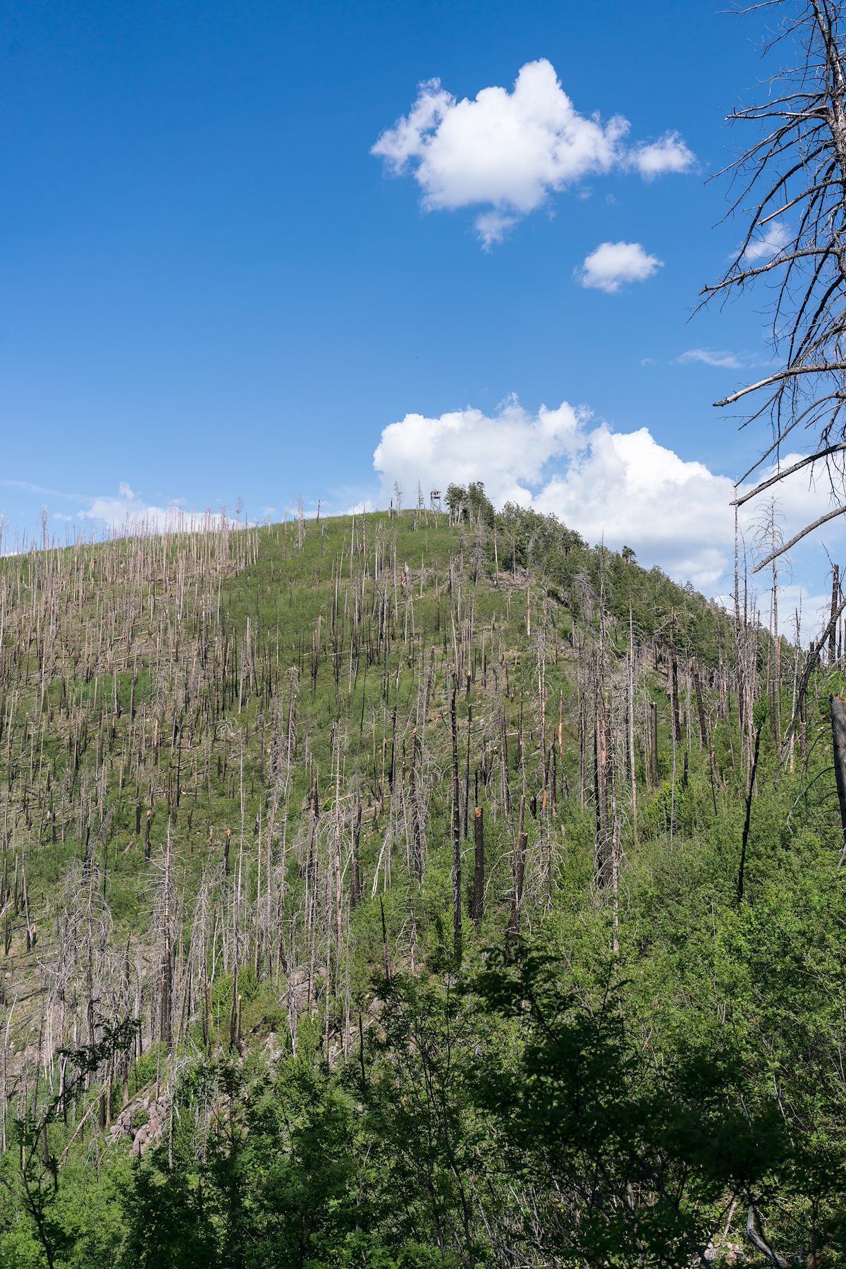 2017 June Looking up at Blue Peak