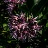 2017 June Milkweed along the Rio Grande