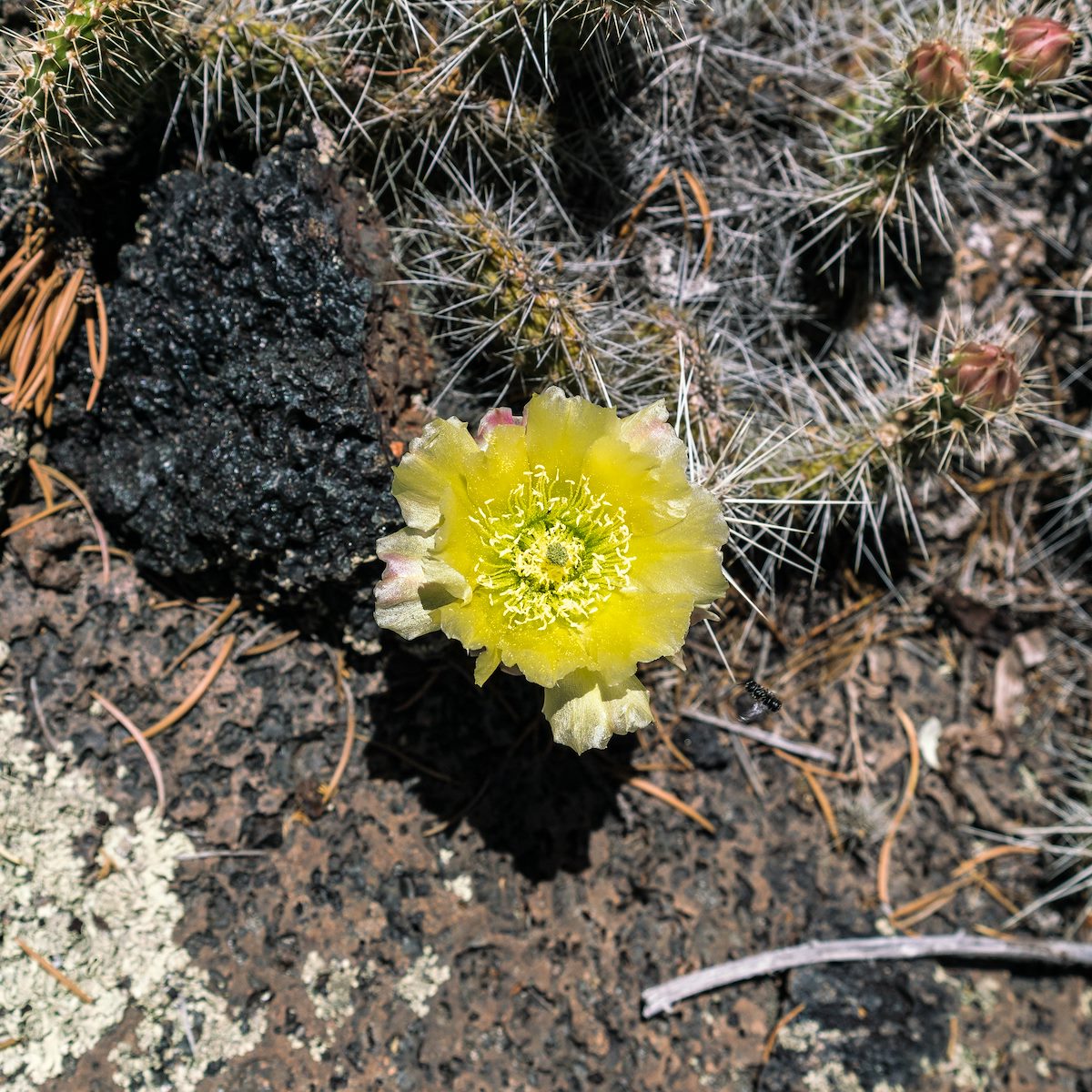 2017 June Prickly Pear Flower on the El Malpais Lava Falls Trail