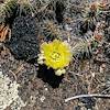 2017 June Prickly Pear Flower on the El Malpais Lava Falls Trail