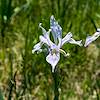 2017 June Wild Iris near Highway 191