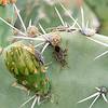 2017 May Cactus Coreid