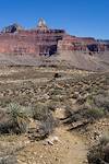 2017 October Looking back at Tipoff on the Tonto Trail