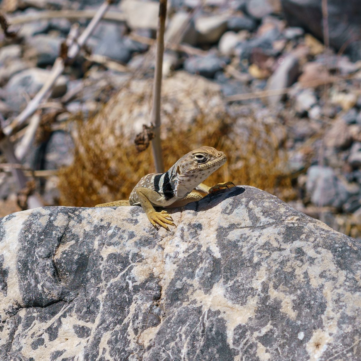 2018 April Collared Lizard on the hike into Fall Canyon