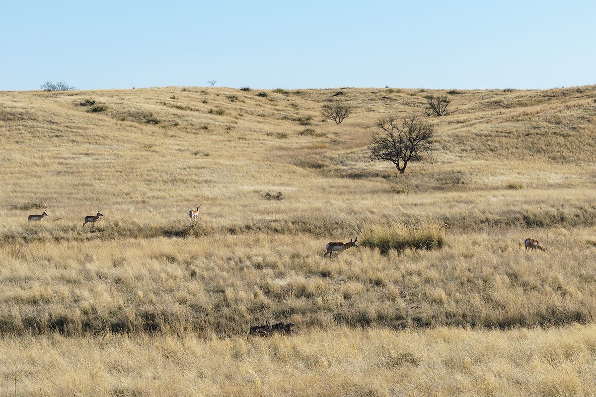 2018 April Pronghorn