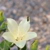 2018 April Rock Nettle in Fall Canyon