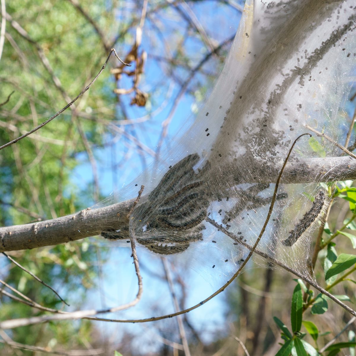 2018 April Tent Caterpillars near Cinega Creek