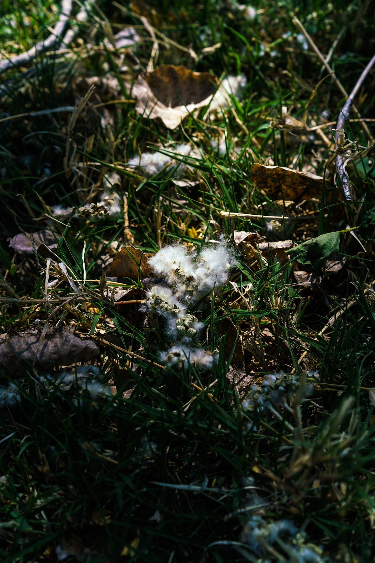 2018 April Under the Cottonwoods