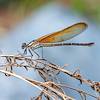 2018 August Damselfly in the Left Fork of North Creek 01