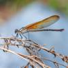 2018 August Damselfly in the Left Fork of North Creek 01