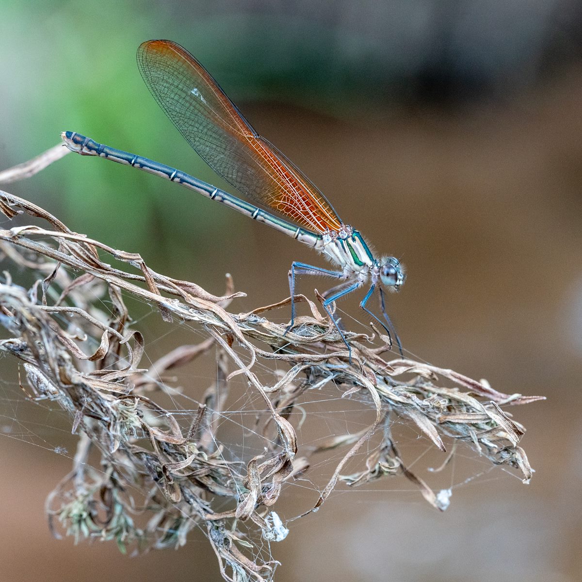 2018 August Damselfly in the Left Fork of North Creek 02