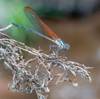 2018 August Damselfly in the Left Fork of North Creek 02