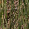 2018 August Lizard near the Colorado River in Lees Ferry