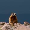 2018 August Marmot on Brian Head in Dixie National Forest