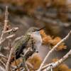 2018 August Napping Hummingbird on the Alpine Pond Trail in Cedar Breaks National Monument