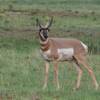 2018 August Pronghorn