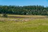 2018 August Sheep in Dixie National Forest