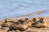 2018 August Sleeping Ducks at Kolob Reservoir