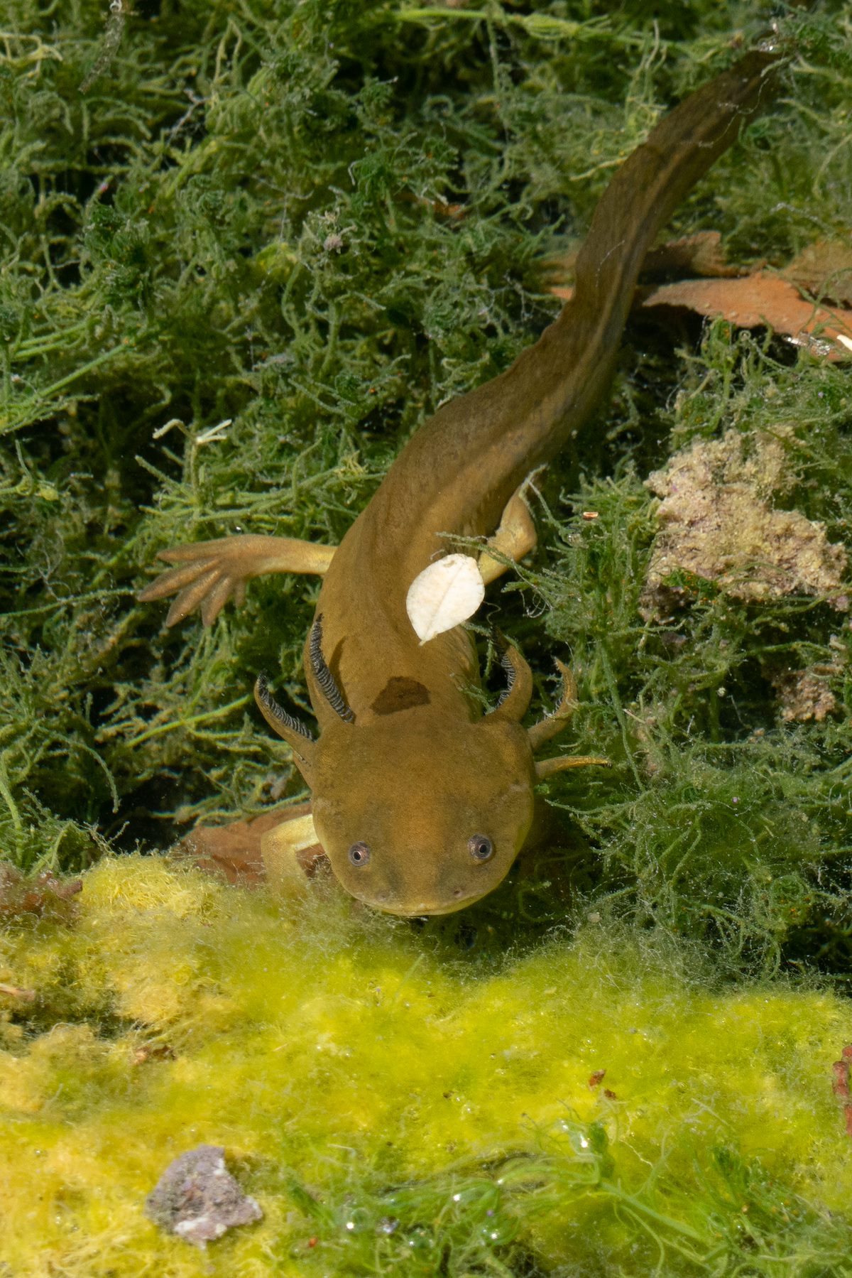 2018 August Tiger Salamander outside Winsor Castle in Pipe Spring National Monument