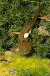 2018 August Tiger Salamander outside Winsor Castle in Pipe Spring National Monument