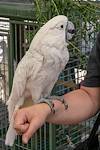 2018 May Alison and Cockatoo at Meet the Oasis