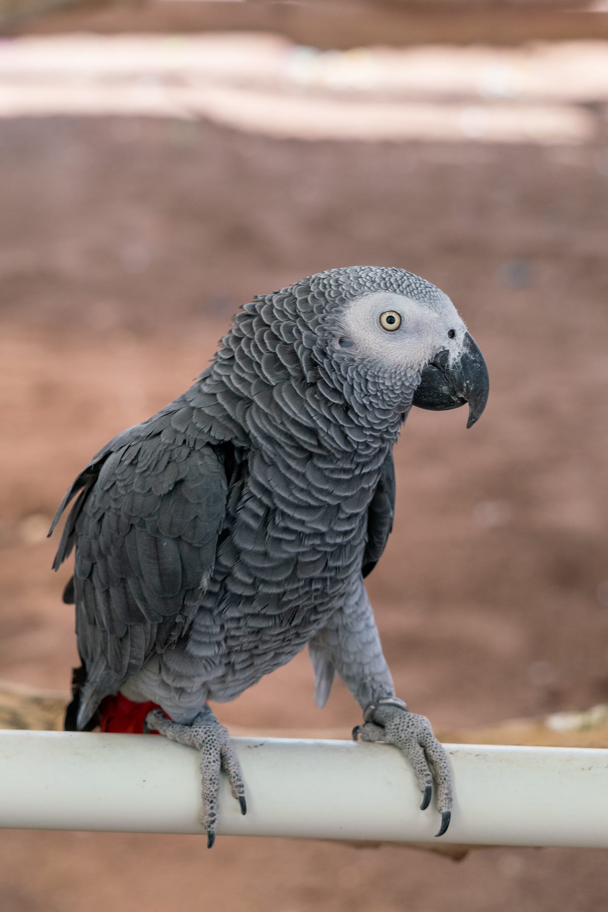 2018 May Meet the Oasis African Grey Enclosure 01