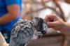 2018 May Meet the Oasis African Grey Enclosure 03