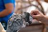 2018 May Meet the Oasis African Grey Enclosure 03