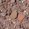 2018 May Sherds on the slopes of Cerro Prieto