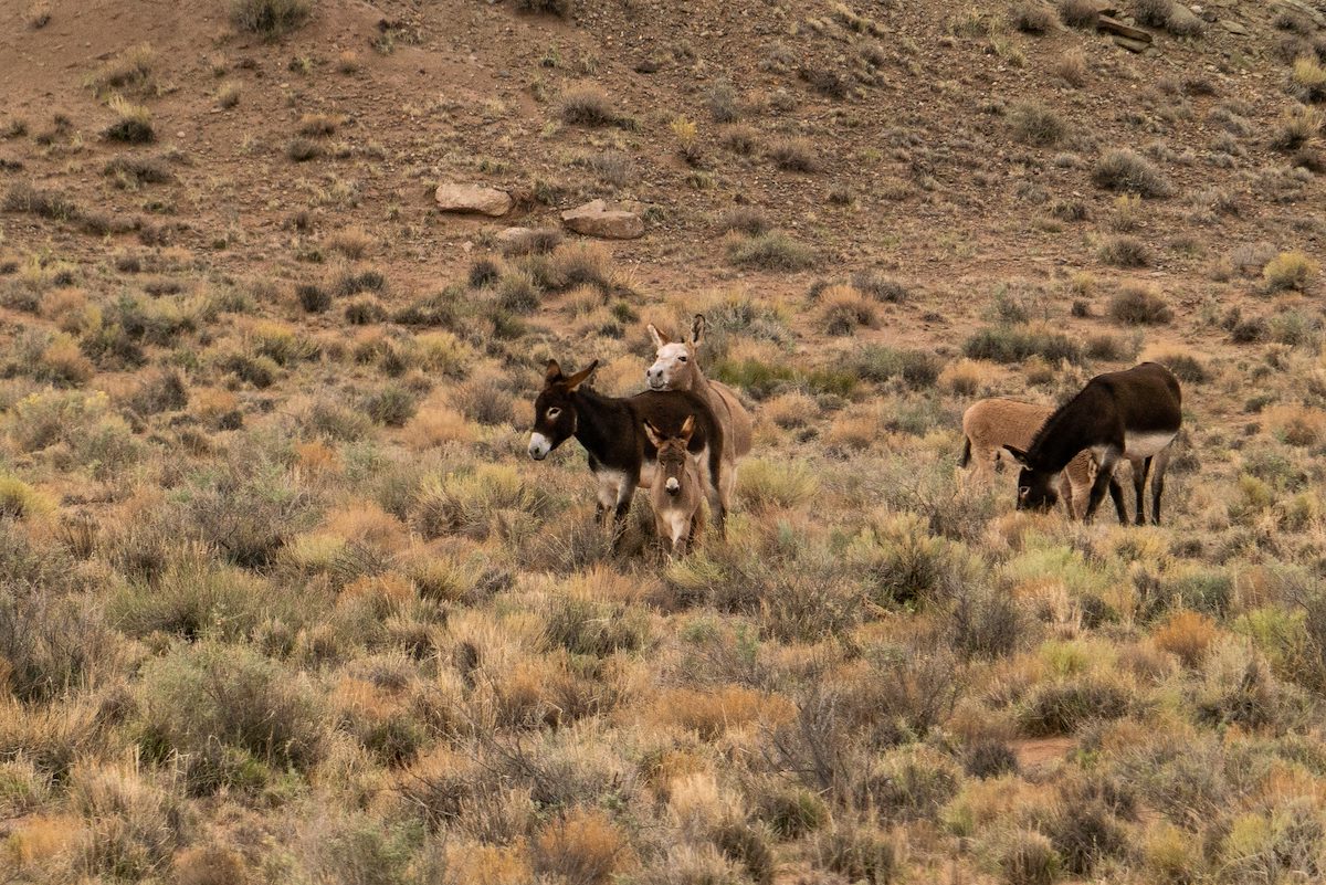 2018 October Homolovi Donkeys