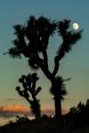 2018 October Joshua Tree and Moon from the Black Rock Canyon Trail in Joshua Tree National Park