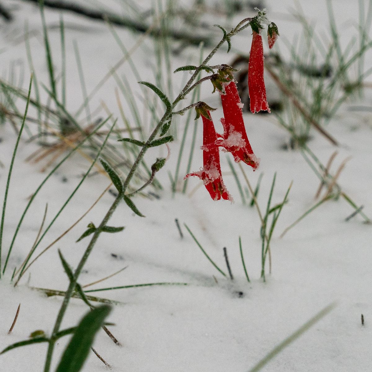 2018 October Penstemon in the Snow 01