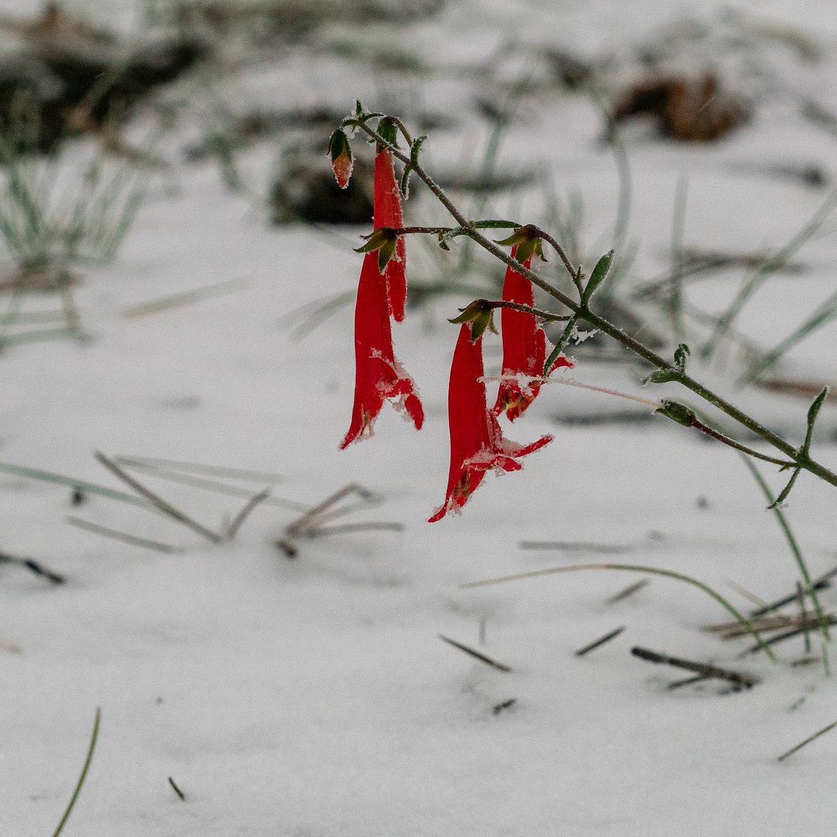 2018 October Penstemon in the Snow 02