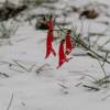 2018 October Penstemon in the Snow 02